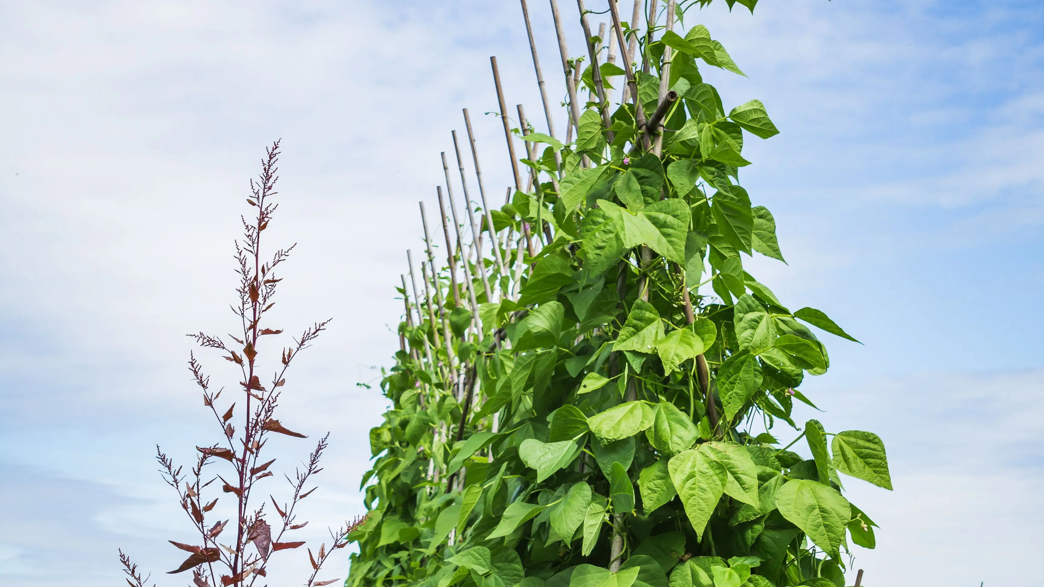 moestuin