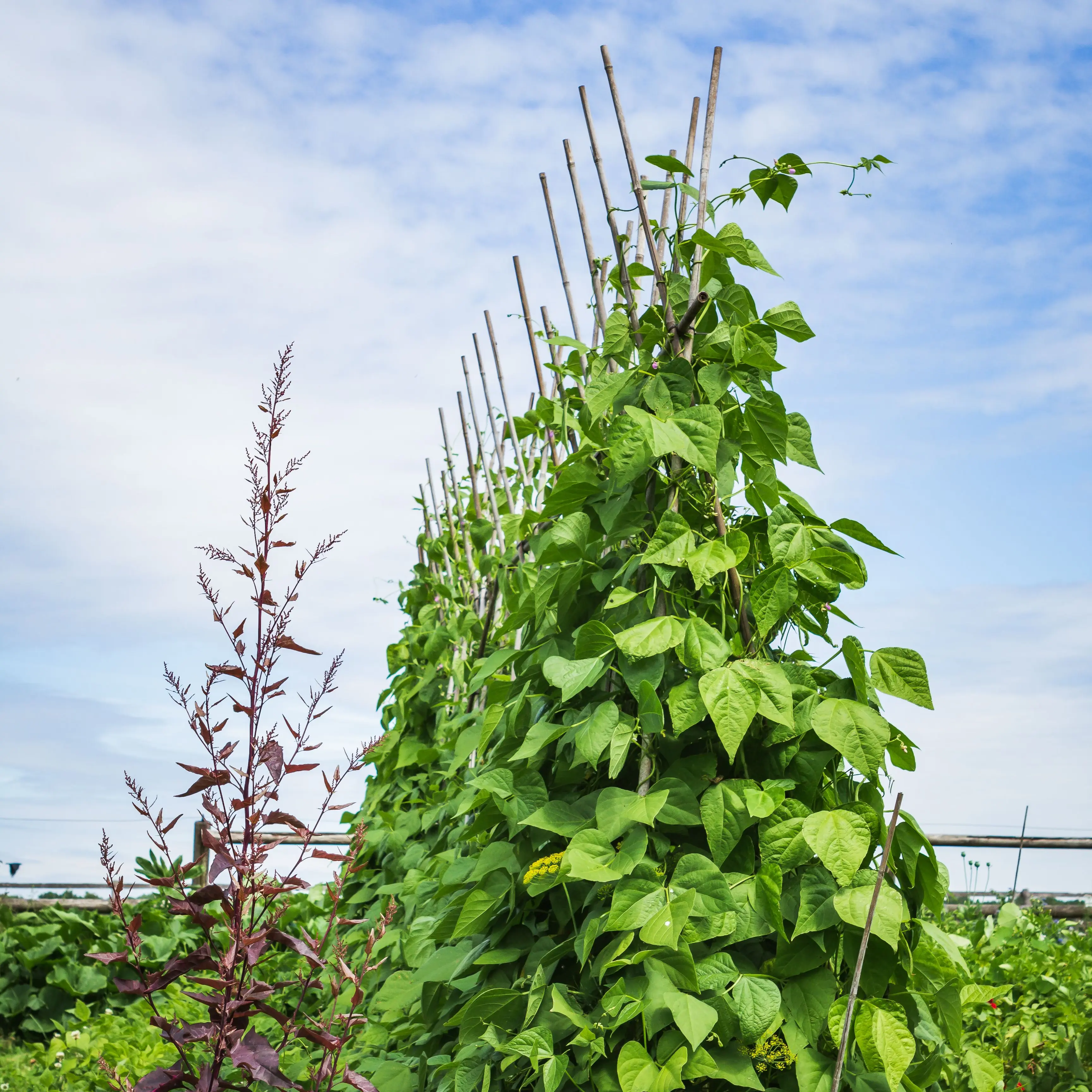 onze moestuin